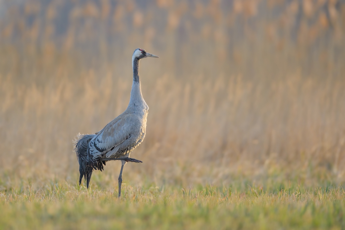 Żuraw, Common Crane (Grus grus) ... 2022r