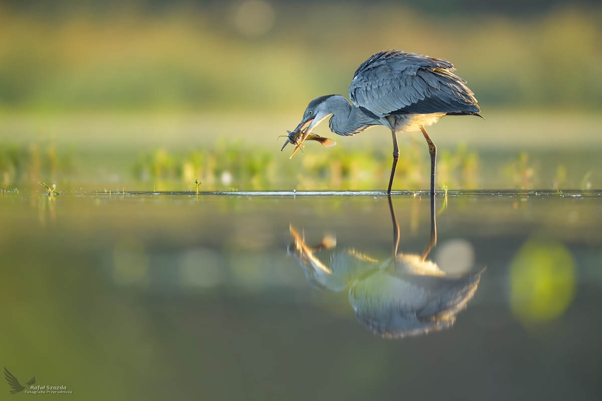 Czapla Siwa, Grey Heron (Ardea cinerea) ... 2022r