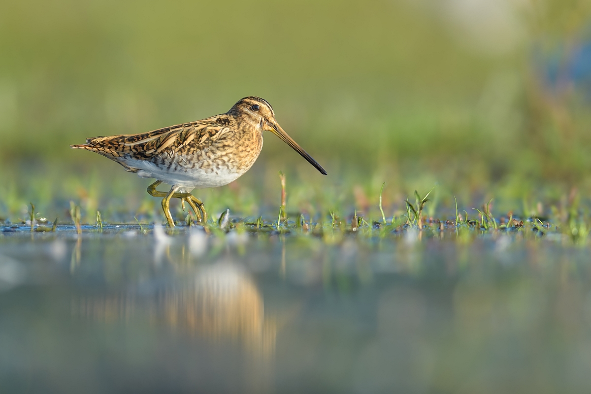 Kszyk, Common Snipe (Gallinago gallinago) ... 2022r