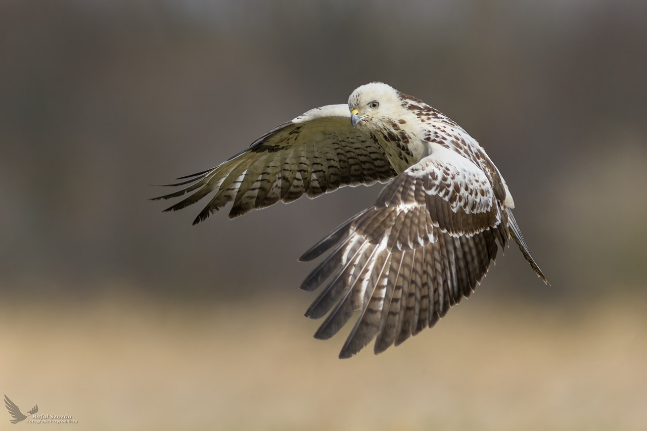 Myszow, Common Buzzard (Buteo buteo) ...