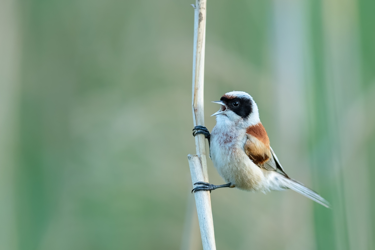 Remiz, Eurasian Penduline-Tit (Remiz pendulinus) ...