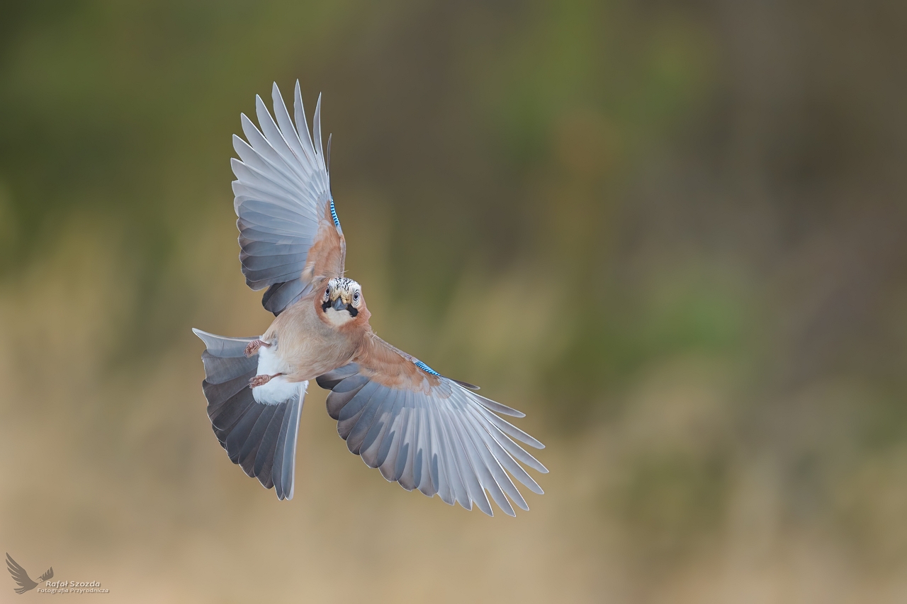 Sjka, Eurasian Jay (Garrulus glandarius) ... 2023r