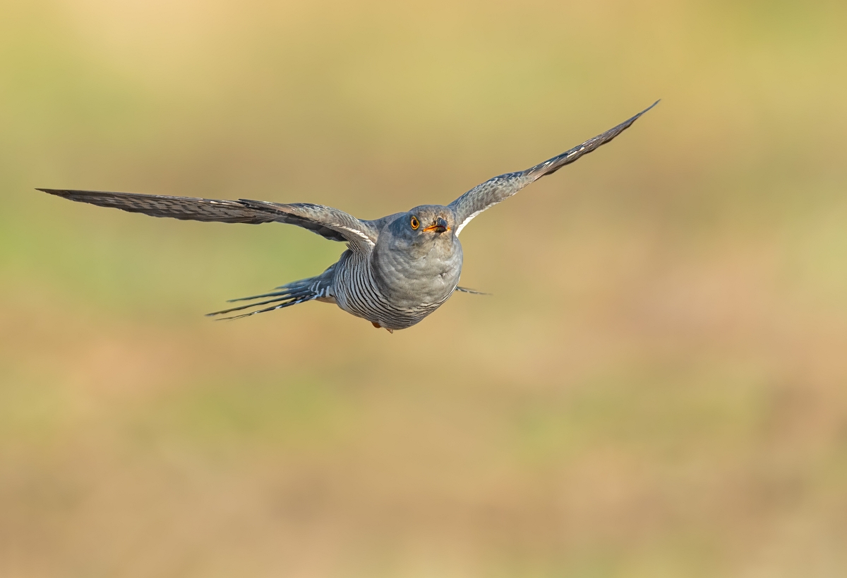 Kukuka, Common Cuckoo (Cuculus canorus) ...