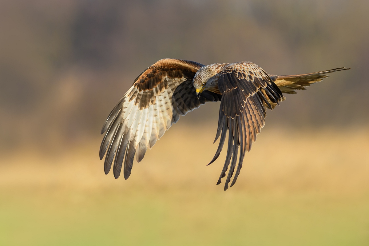 Kania Ruda, Red Kite (Milvus milvus) ...