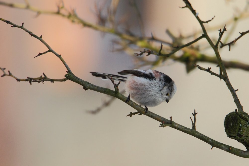 Raniuszek (Aegithalos caudatus)