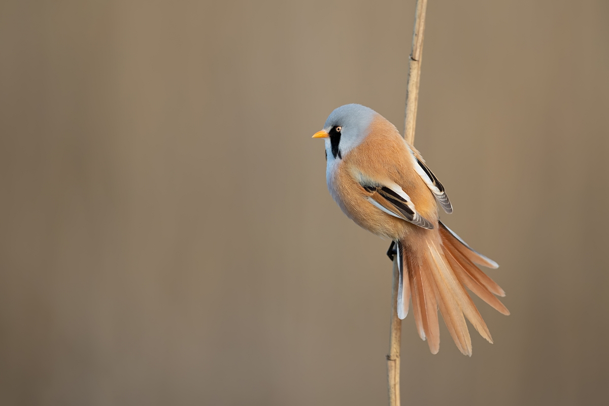 Wsatka, Bearded Parrotbill (Panurus biarmicus)