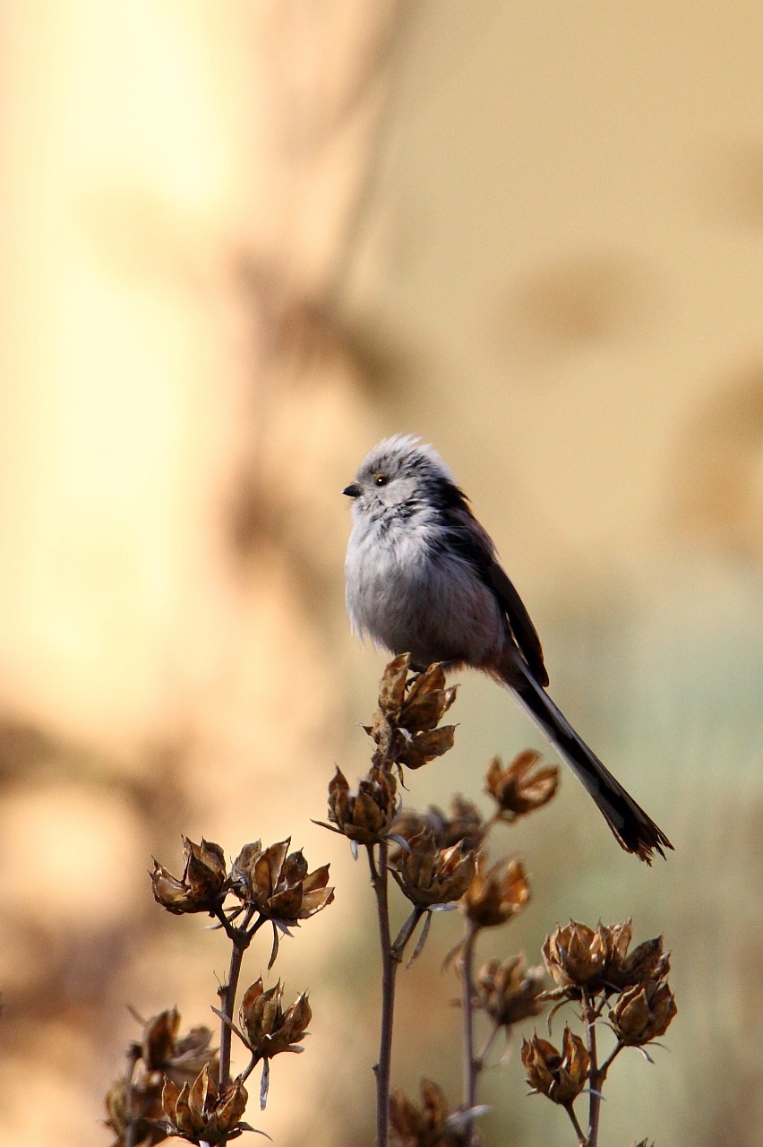 Raniuszek (Aegithalos caudatus)