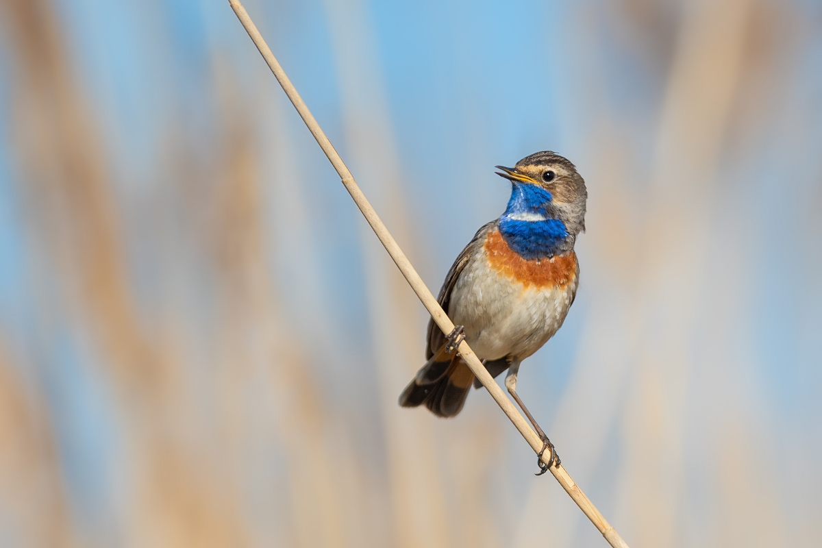 Podrniczek, Bluethroat (Luscinia svecica) ...