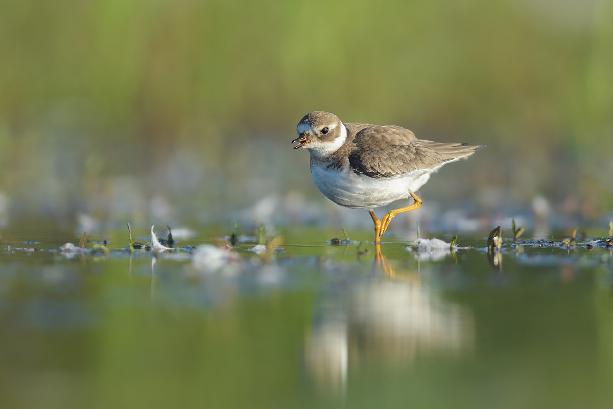 Sieweczka obrona, Common Ringed Plover (Charadrius hiaticula) ...