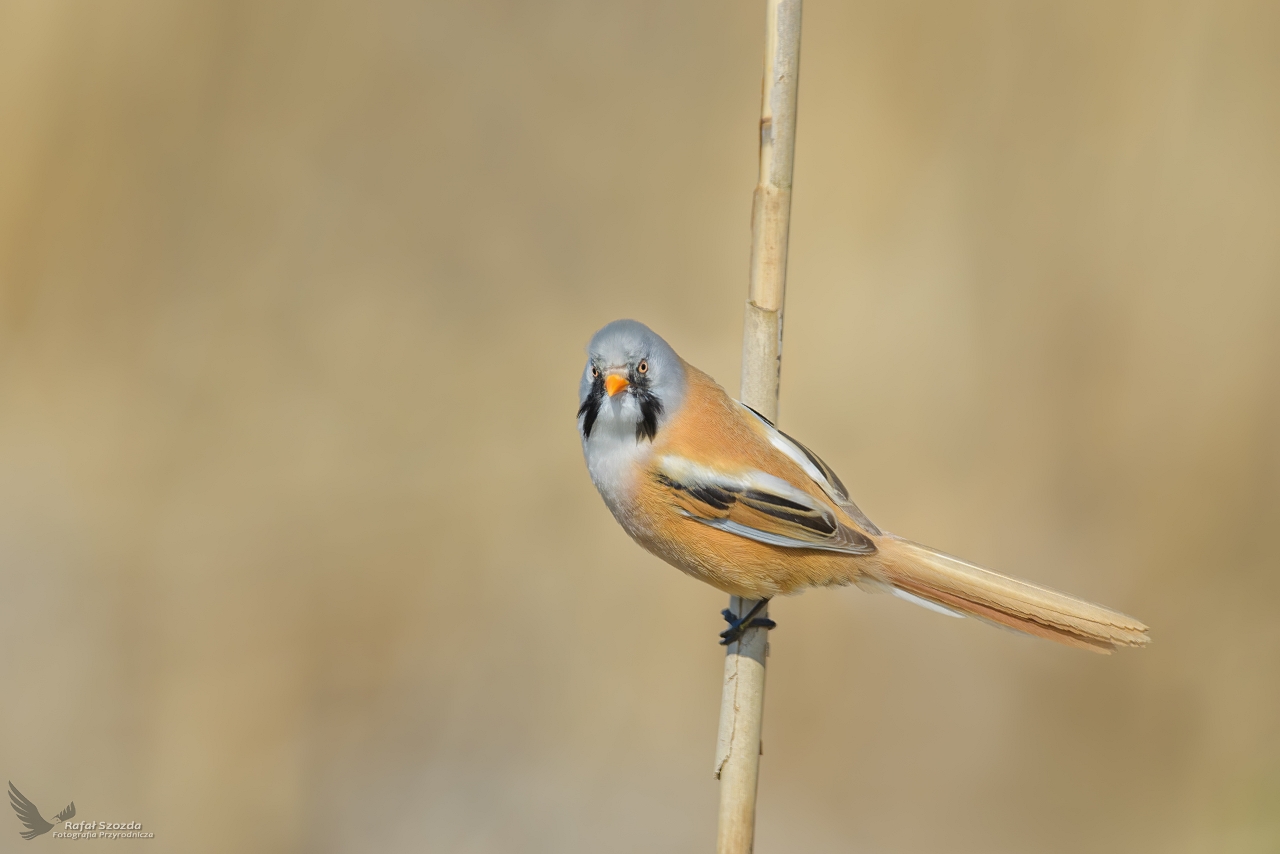 Wsatka, Bearded Parrotbill (Panurus biarmicus) ... 2023r