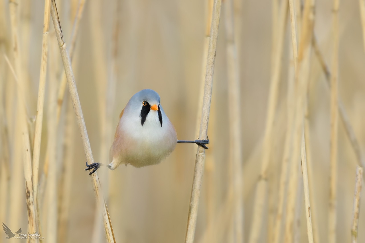 Wsatka, Bearded Parrotbill (Panurus biarmicus) ... 2023r