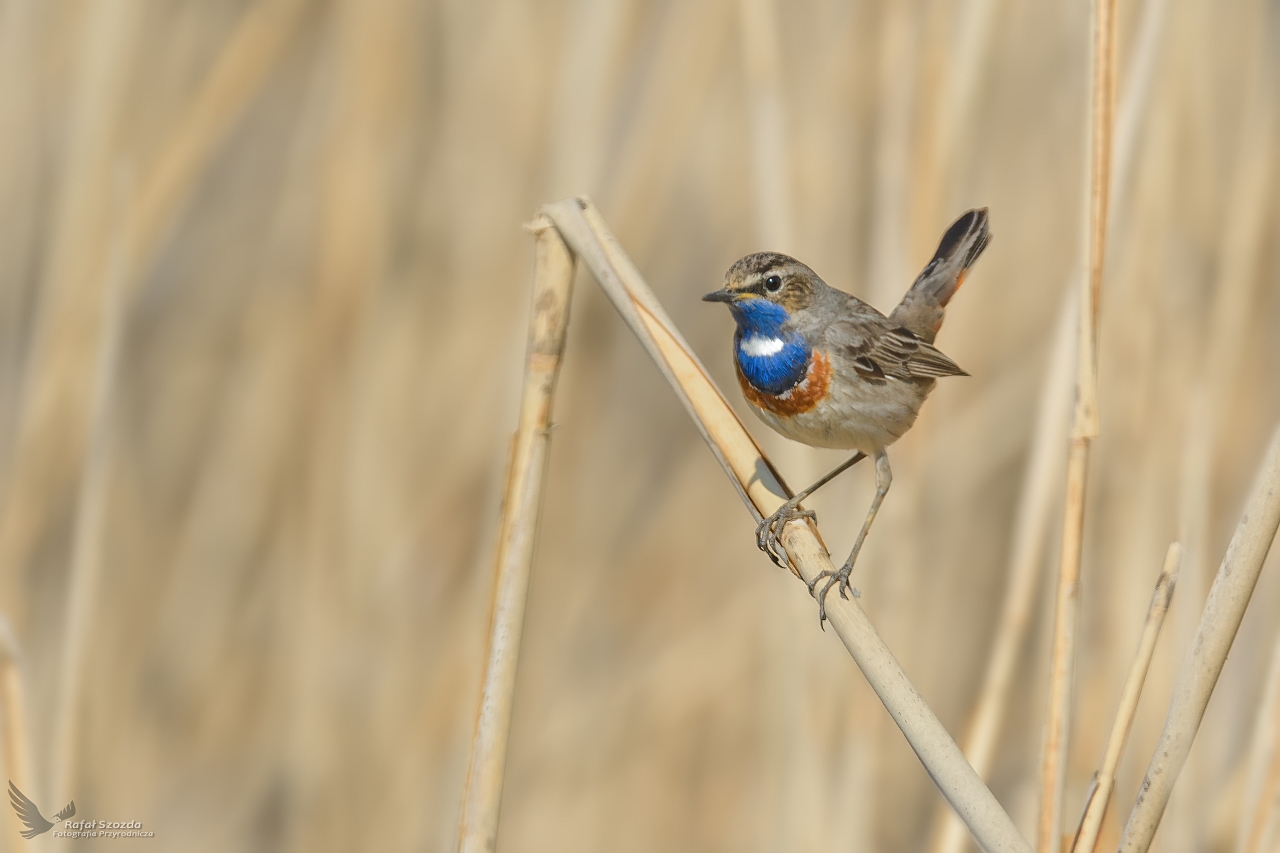 Podrniczek, Bluethroat (Luscinia svecica) ... 2023r