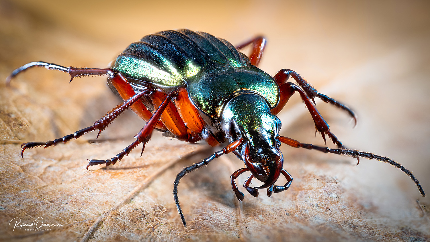 Biegacz zielonozoty (Carabus auronitens)