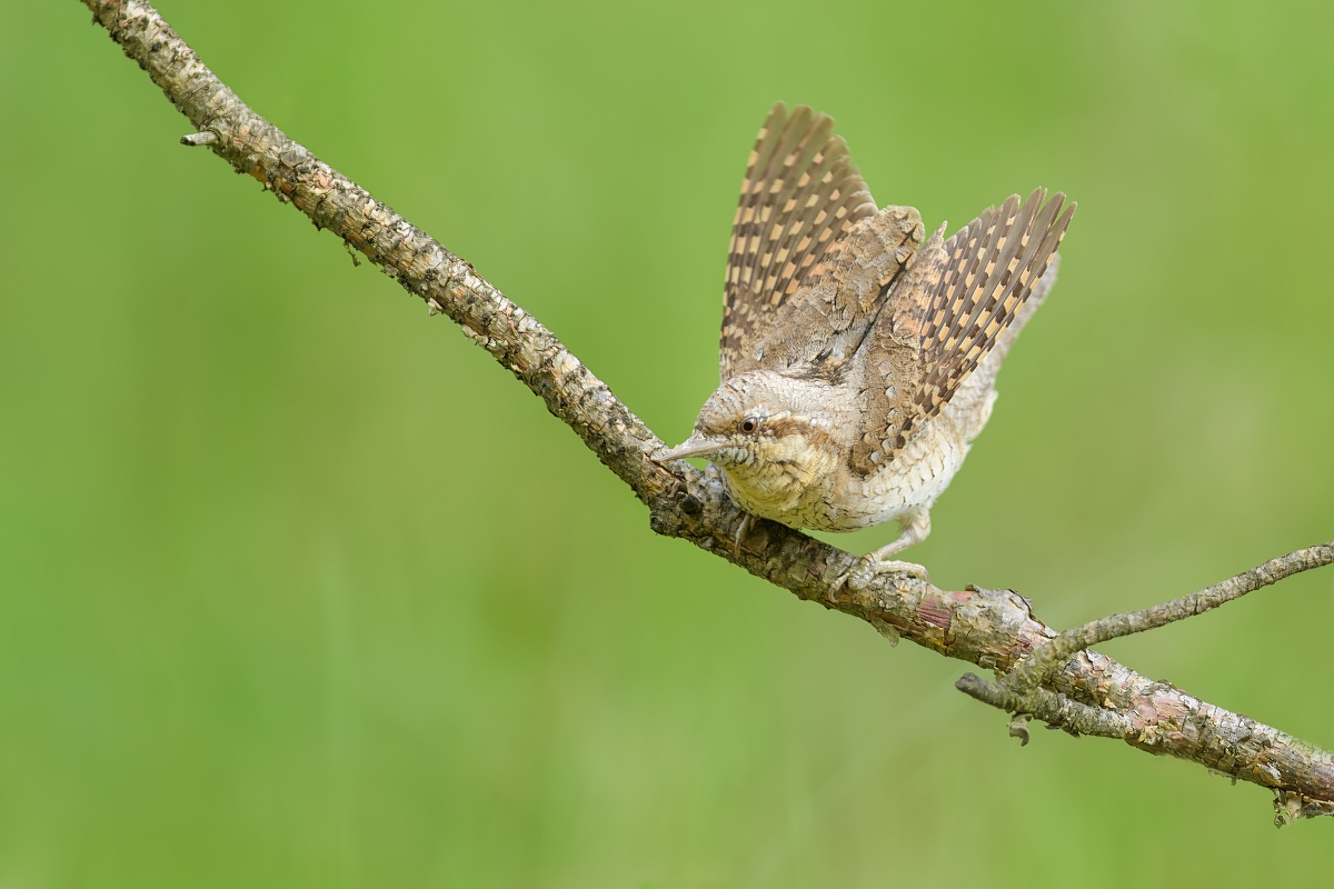 Krtogw, Eurasian Wryneck (Jynx torquilla) ... 2023r