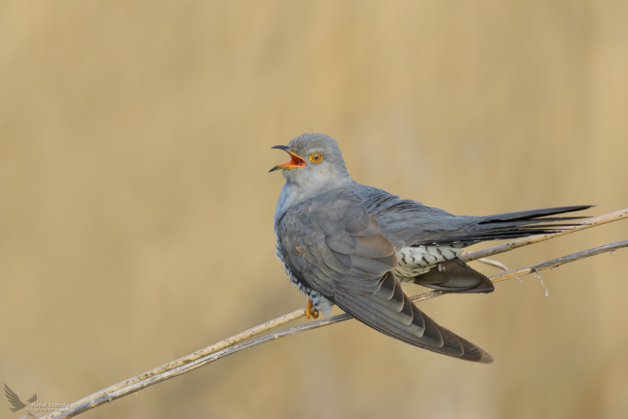 Kukuka, Common Cuckoo (Cuculus canorus) ... 2023r