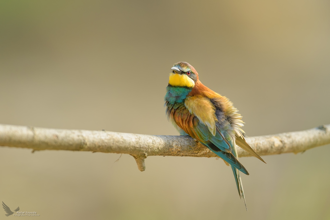 ona, European Bee-eater (Merops apiaster) ...