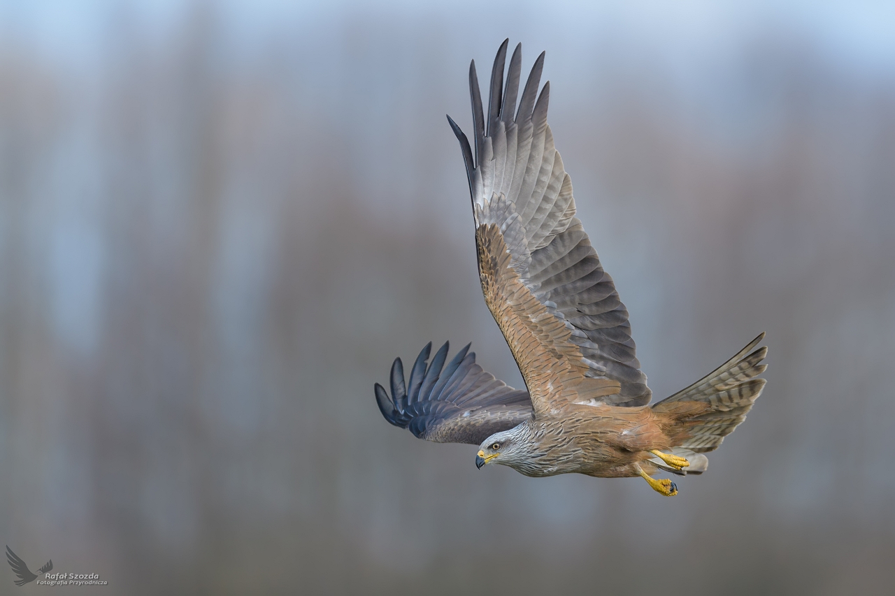 Kania Czarna, Black Kite (Milvus migrans) ...