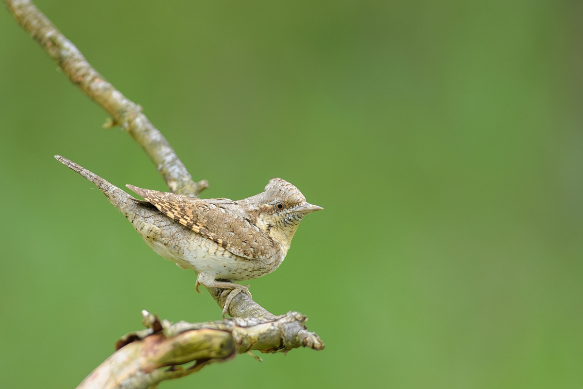 Krtogw, Eurasian Wryneck (Jynx torquilla) ...2023r