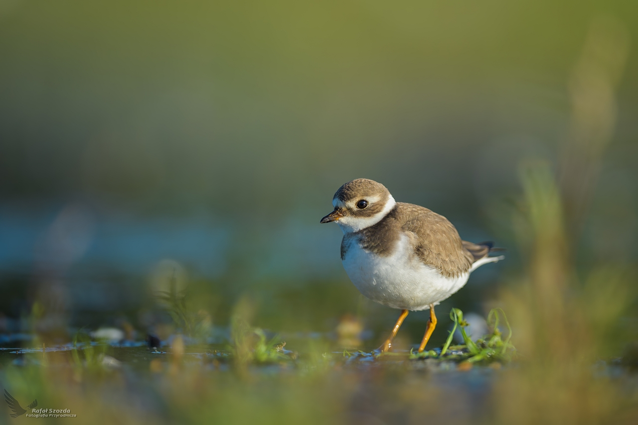Sieweczka obrona, Common Ringed Plover (Charadrius hiaticula) ...
