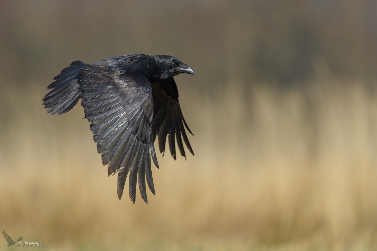 Kruk, Common Raven (Corvus corax) ...