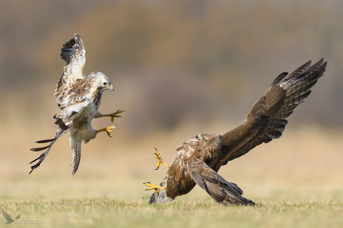 Myszoowy, Common Buzzard (Buteo buteo) ...