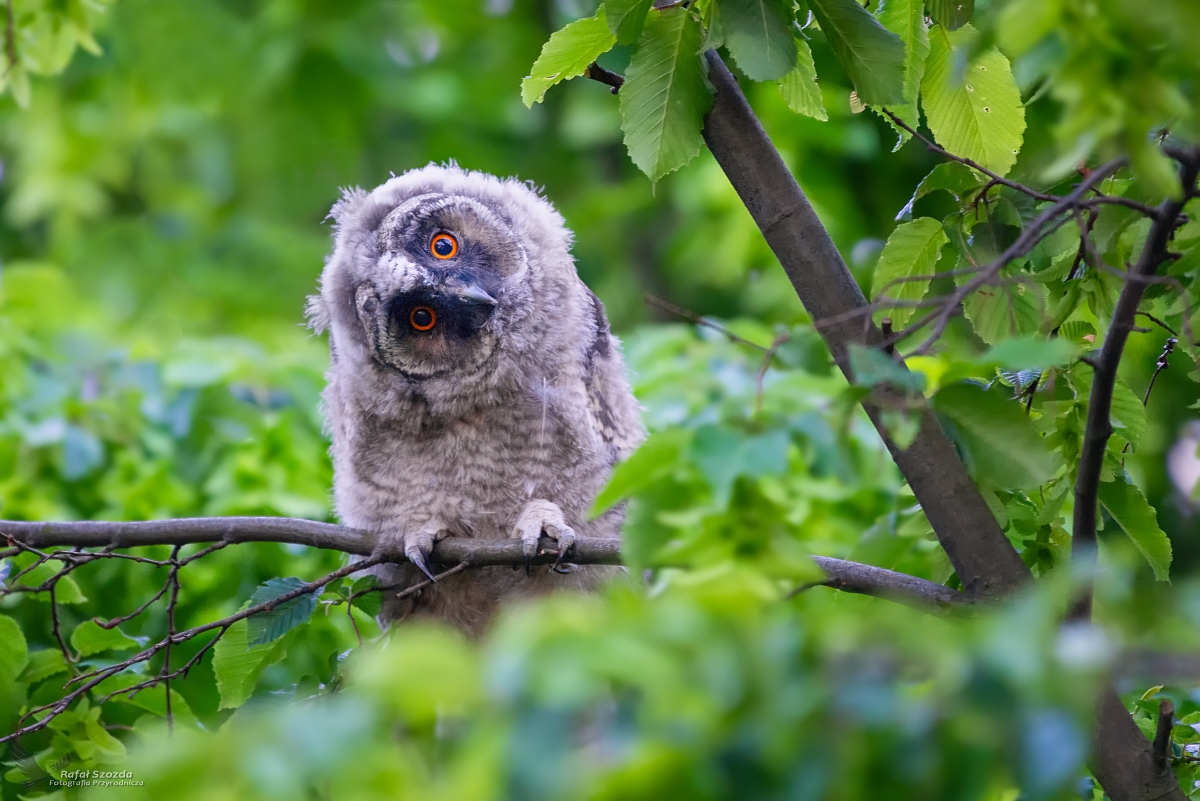 Uszatka, Long-eared Owl (Asio otus) ...