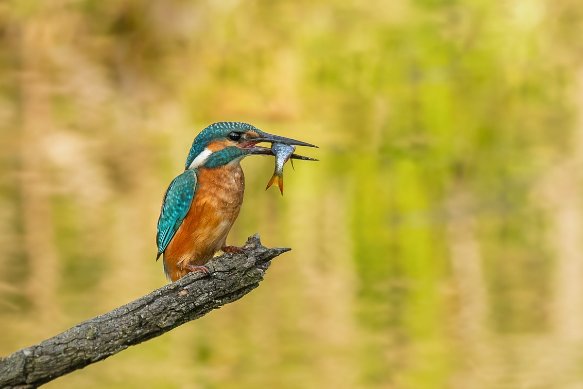 Zimorodek, Common Kingfisher (Alcedo atthis) ... 2023r