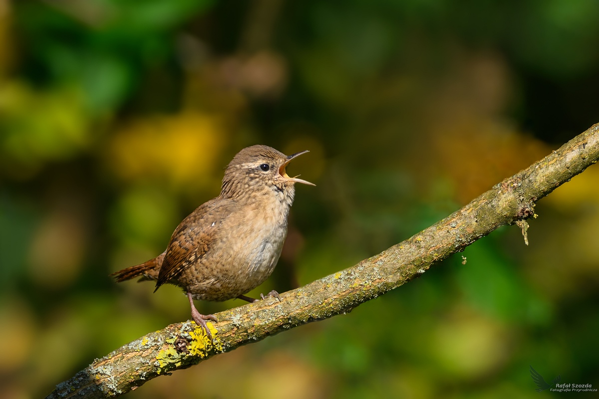 Strzyyk, Eurasian Wren (Troglodytes troglodytes) ... 2023r