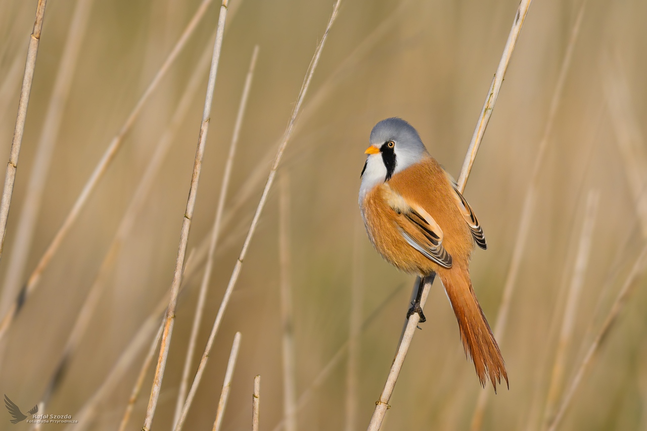 Wsatka, Bearded Parrotbill (Panurus biarmicus) ... 2023