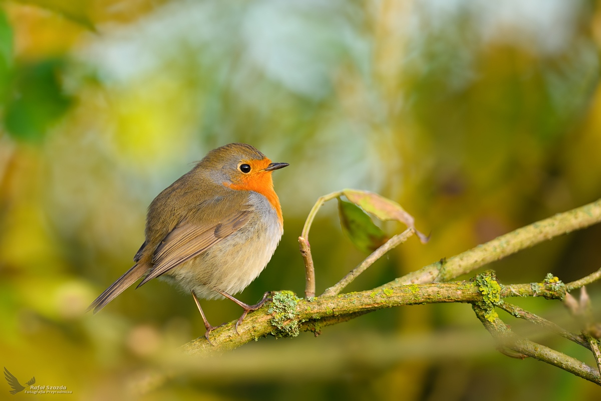 Rudzik, European Robin (Erithacus rubecula) ... 2023r