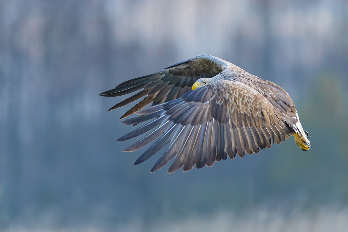 Spojrzenie ... Bielik, White-tailed Eagle (Haliaeetus albicilla) ...