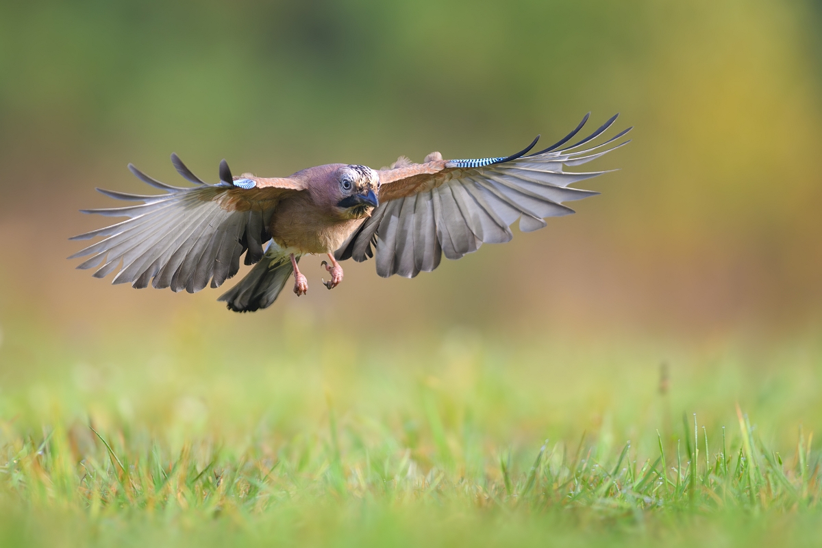 Sjka, Eurasian Jay (Garrulus glandarius) ... 2023r