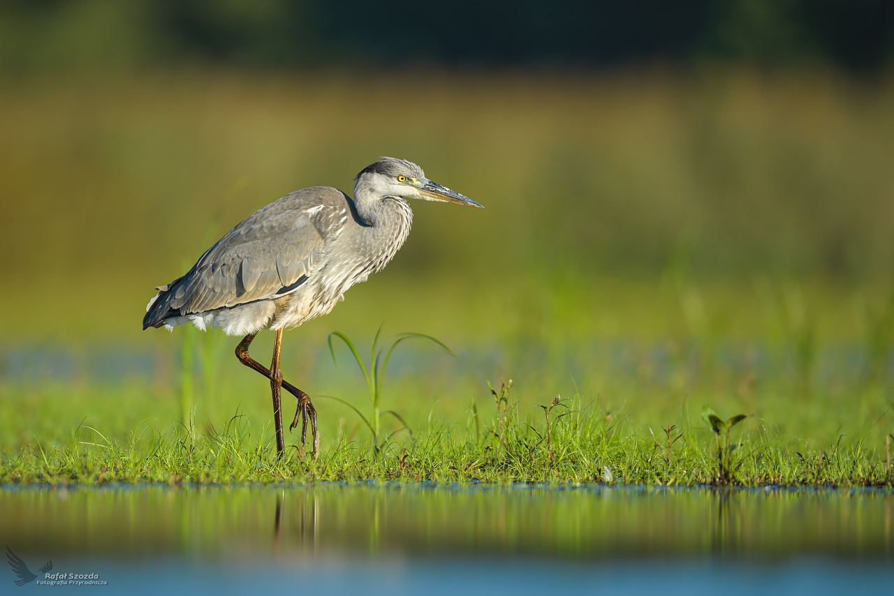 Czapla Siwa, Grey Heron (Ardea cinerea) ...