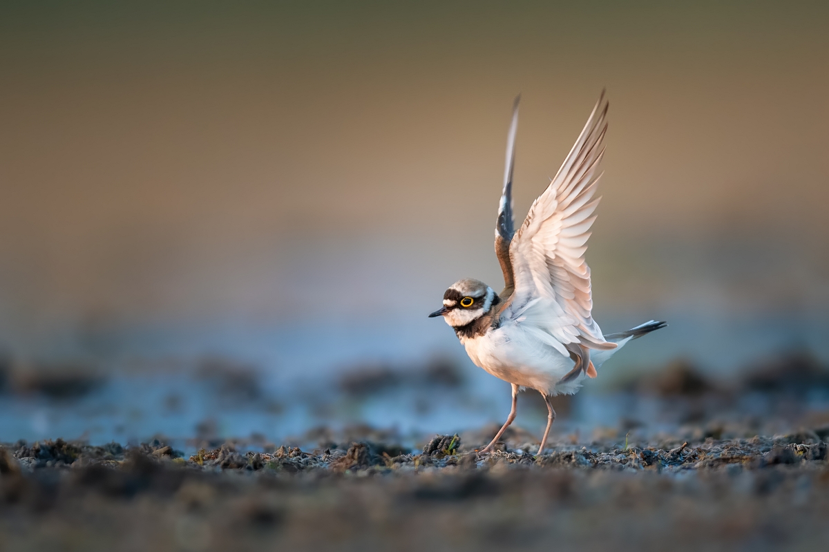 Sieweczka rzeczna,  Little Ringed Plover (Charadrius dubius) ...