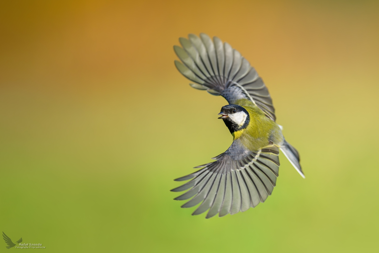 Sikora Bogatka, Eurasian Great Tit (Parus major) ... 2023