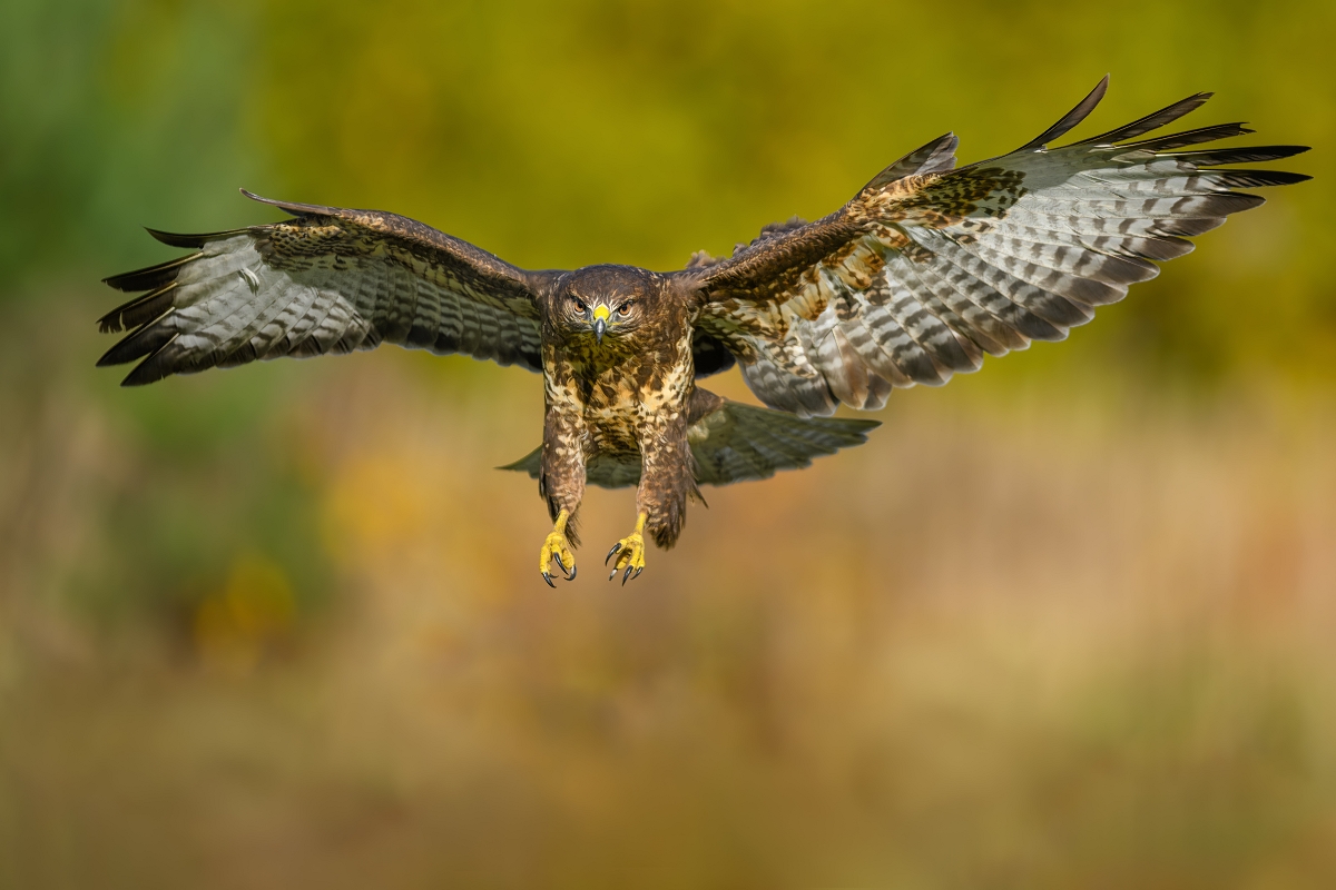 Myszow, Common Buzzard (Buteo buteo) ... 2023r