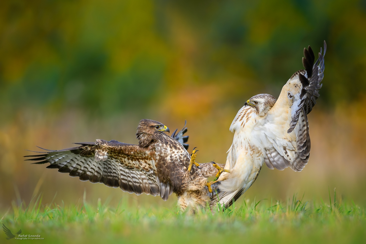 Myszoowy, Common Buzzard (Buteo buteo) ... 2023