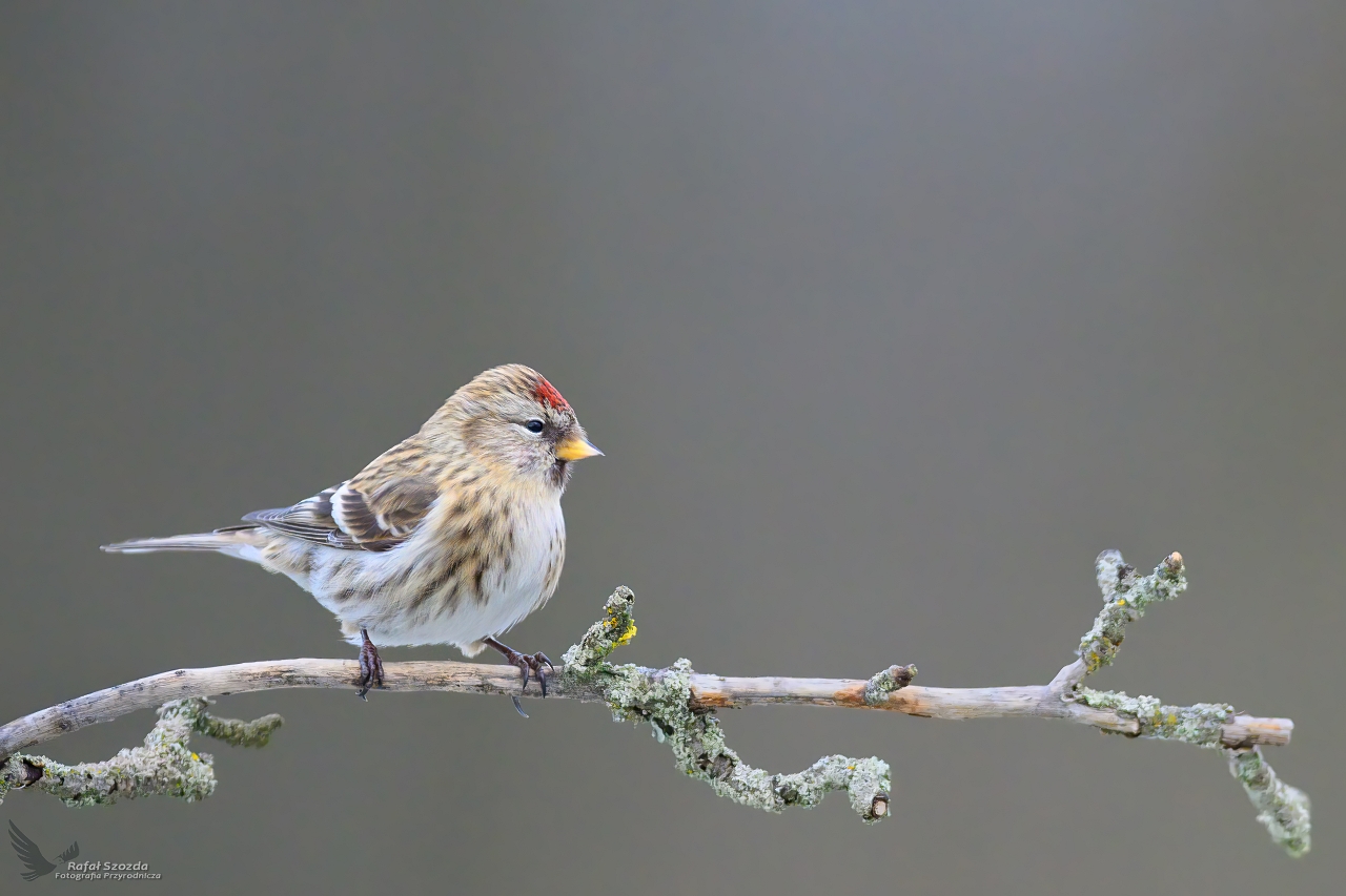 Czeczotka, Common Redpoll (Acanthis flammea) ... 2023r