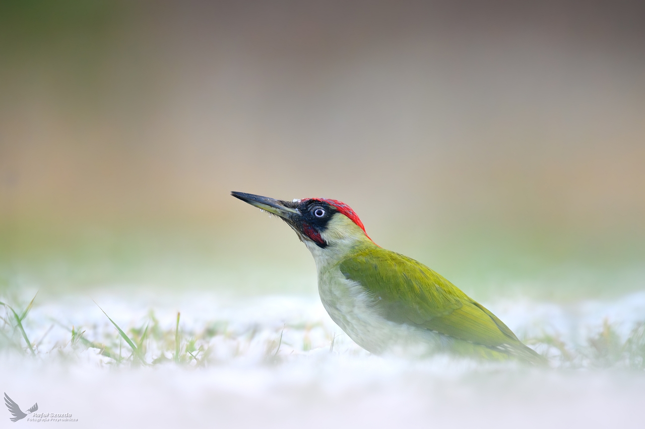 Dzicio Zielony, Eurasian Green Woodpecker (Picus viridis) ... 2023r