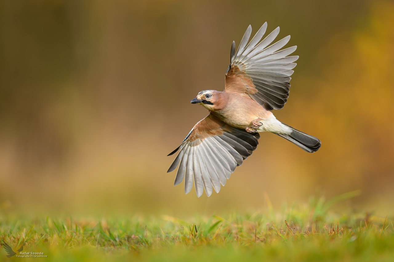 Sjka, Eurasian Jay (Garrulus glandarius) ... 2023r