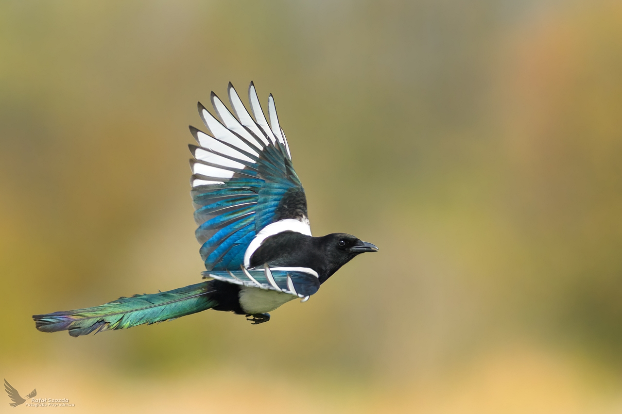 Sroka, Eurasian Magpie (Pica pica) ...