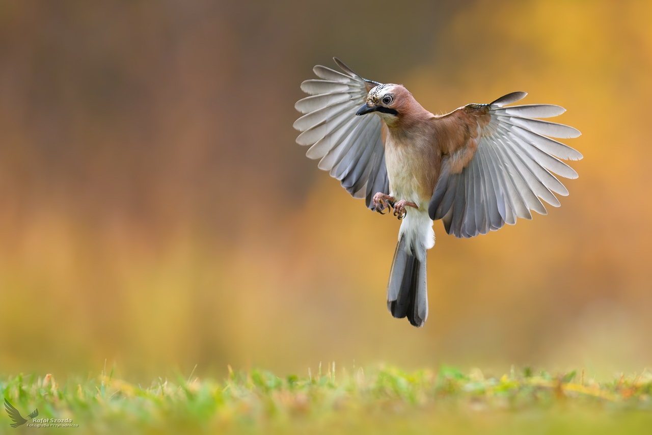 Sjka, Eurasian Jay (Garrulus glandarius) ... 2023r