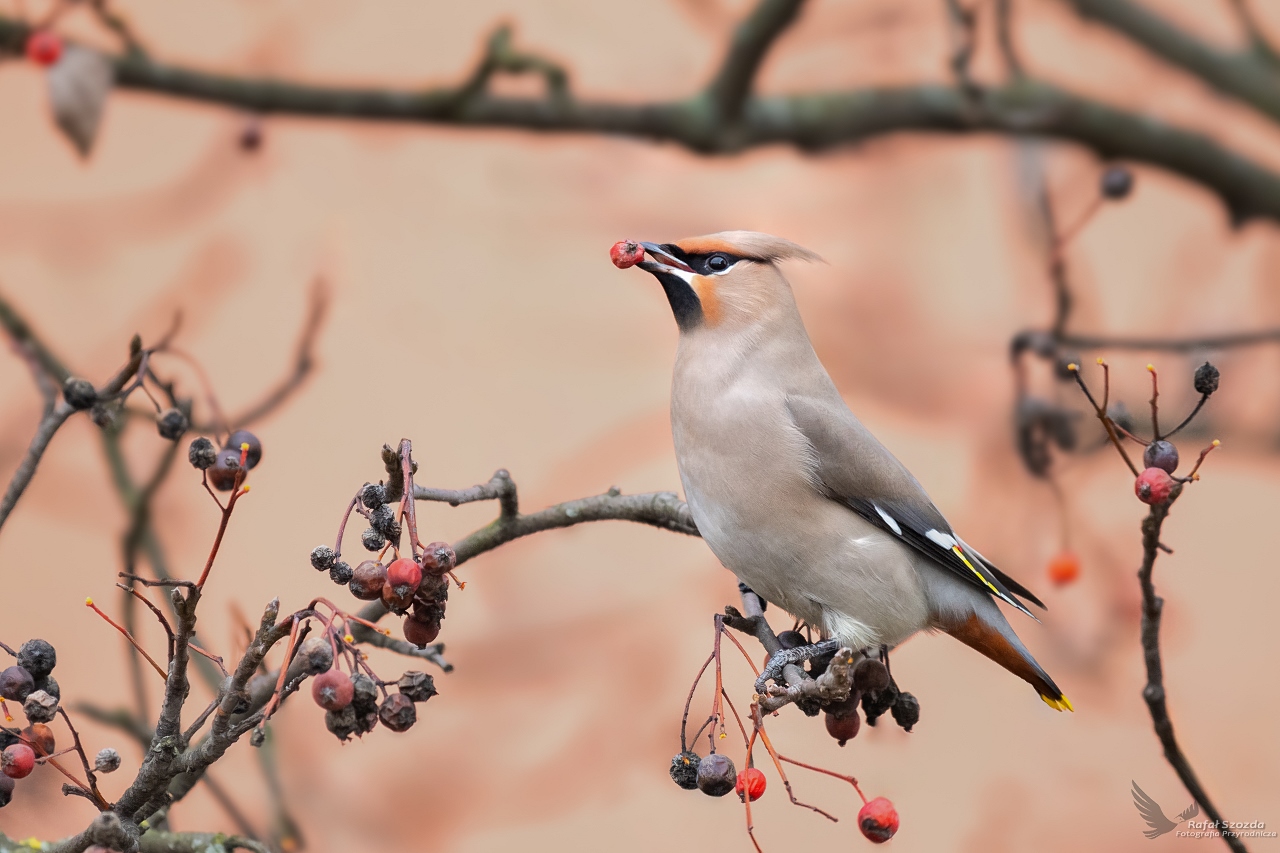 Jemiouszka, Bohemian Waxwing (Bombycilla garrulus) ...