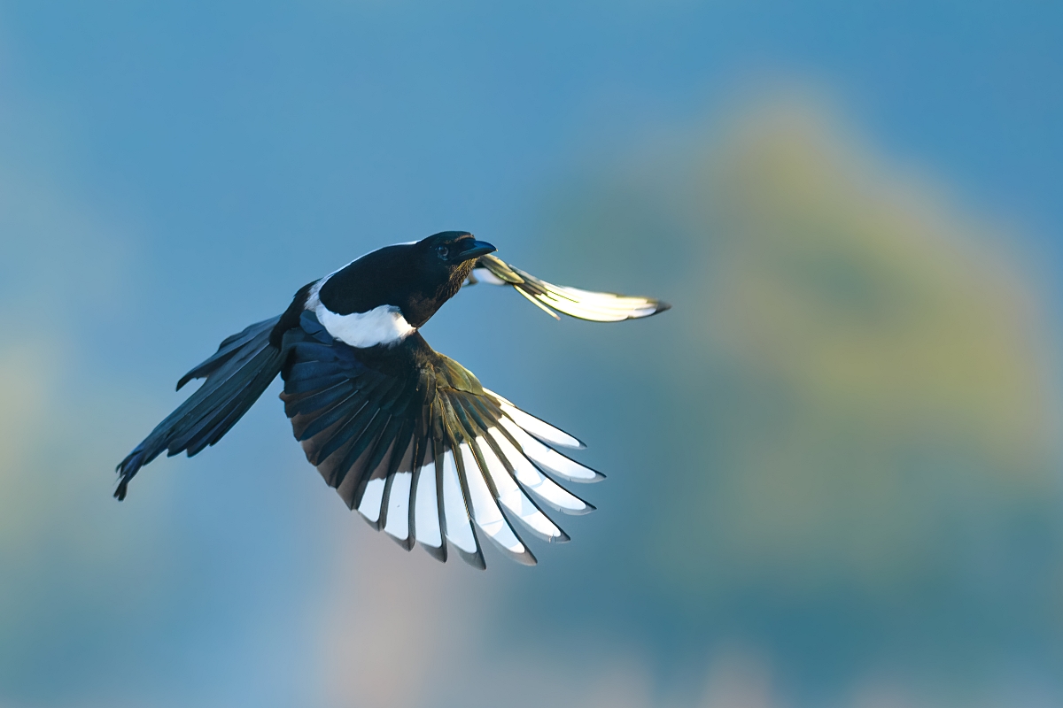 Sroka, Eurasian Magpie (Pica pica) ...