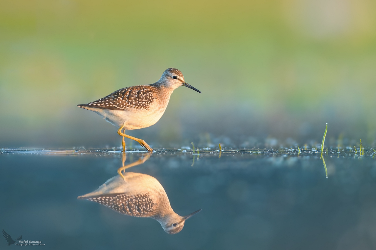 czak, Wood Sandpiper (Tringa glareola) ...