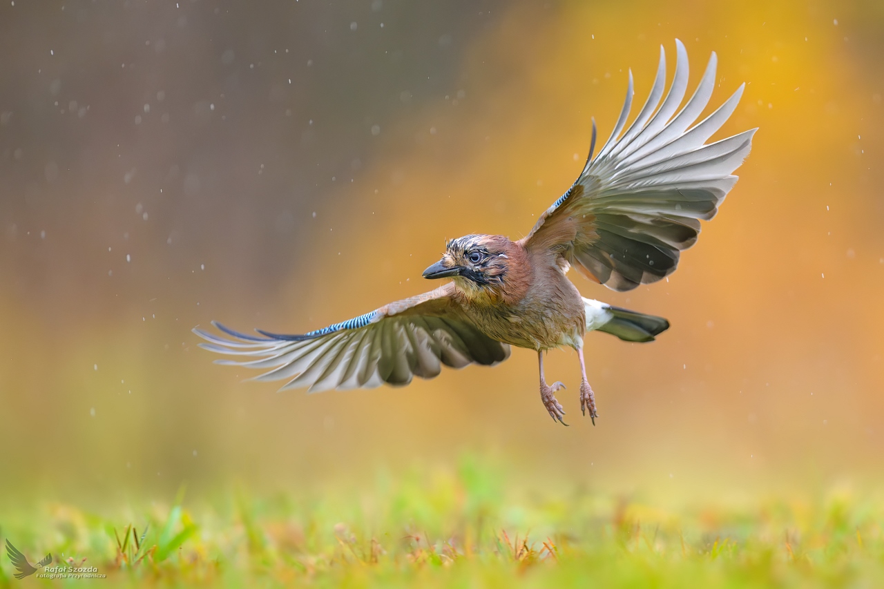 Sjka w deszczu, Eurasian Jay (Garrulus glandarius) ...