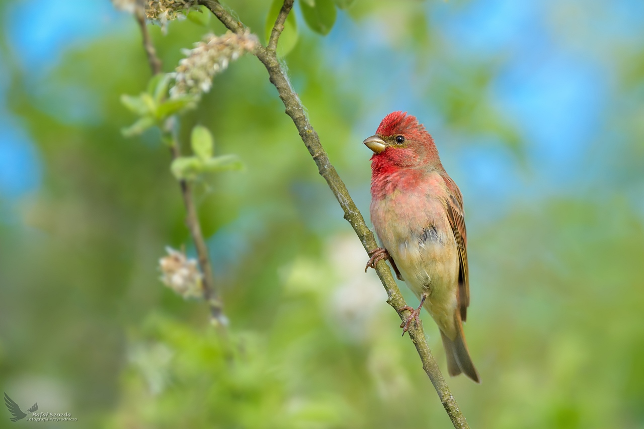 Dziwonia, Common Rosefinch (Carpodacus erythrinus) ...