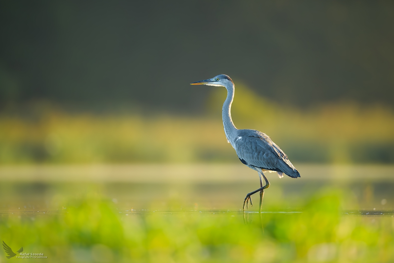 Czapla Siwa, Grey Heron (Ardea cinerea) ...