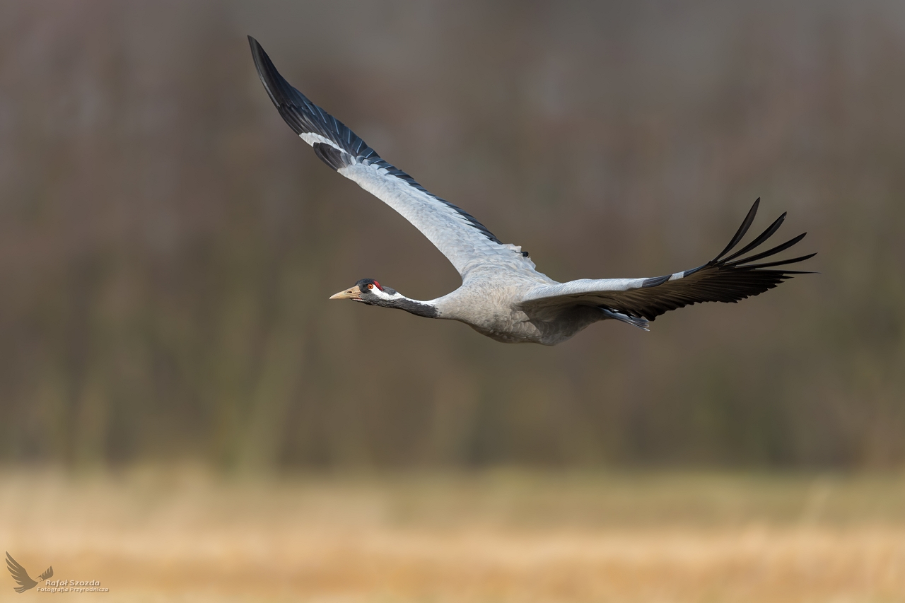 uraw, Common Crane (Grus grus) ...