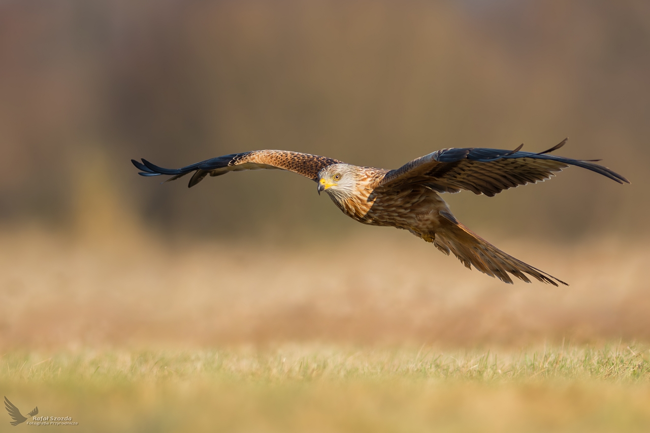 Kania Ruda, Red Kite (Milvus milvus) ...